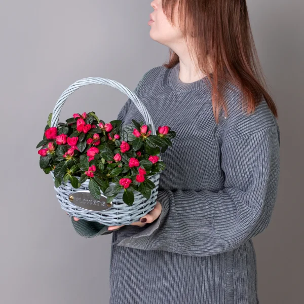 Азалия Красная в серой корзине_2