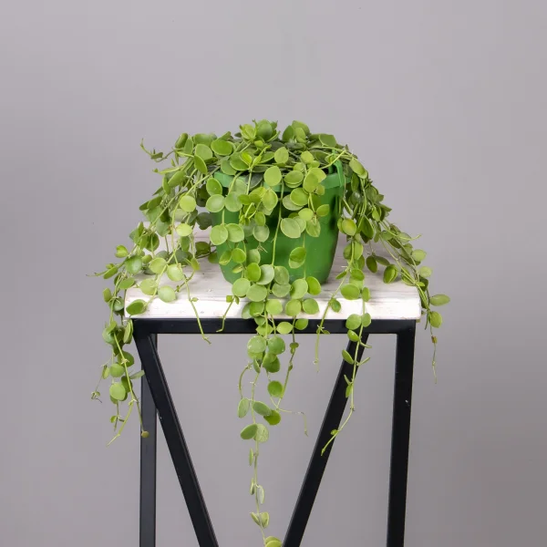 Дисхидия Подвесная_1