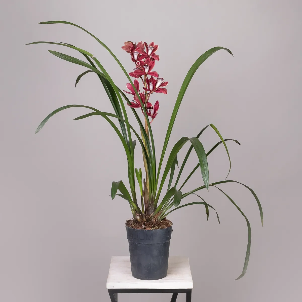 Цимбидиум Микс 1ст_4