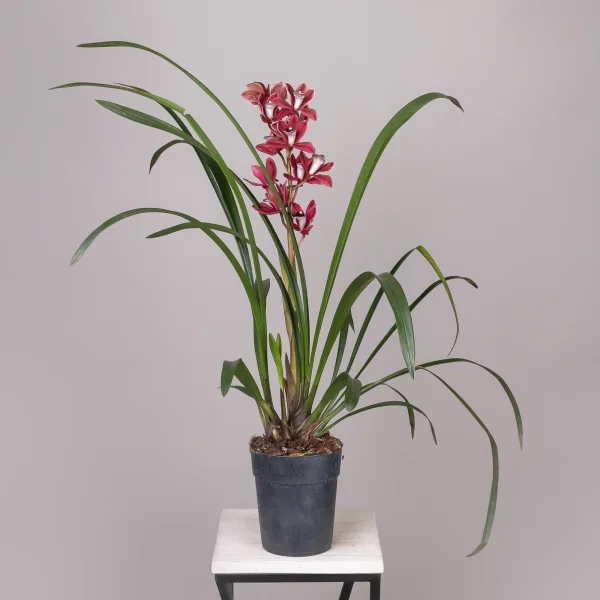 Цимбидиум Микс 1ст_4