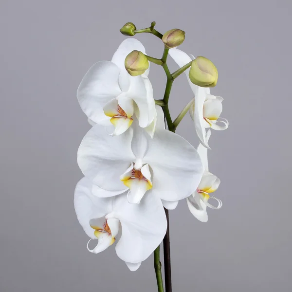 Фаленопсис Микс 1ст 1