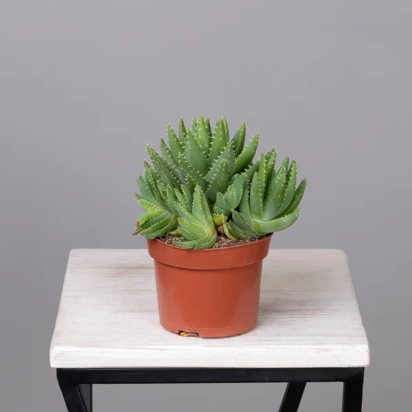 Алоэ Бревифолия_4