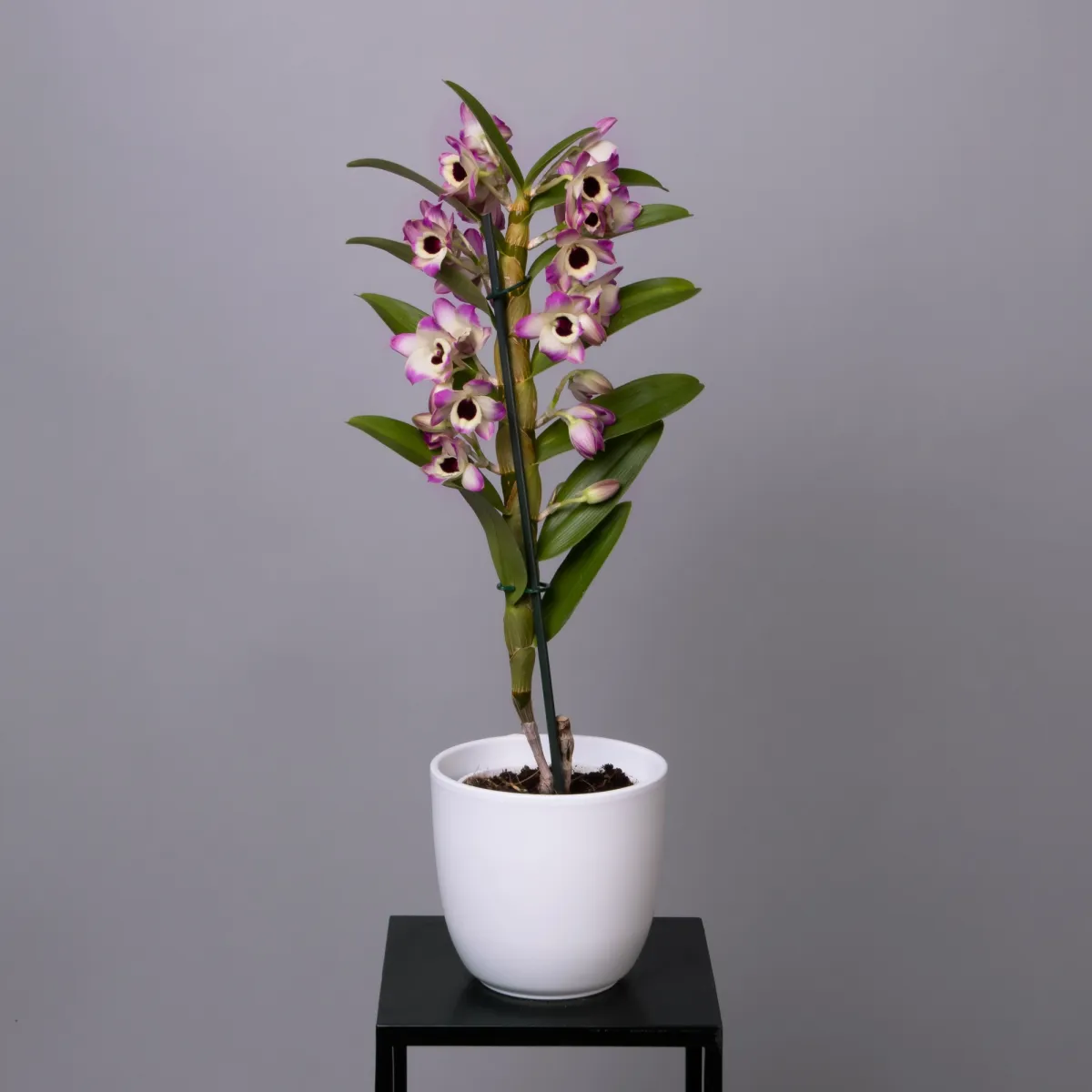 Дендробиум Нобиле Бело-розовый с темной серединкой