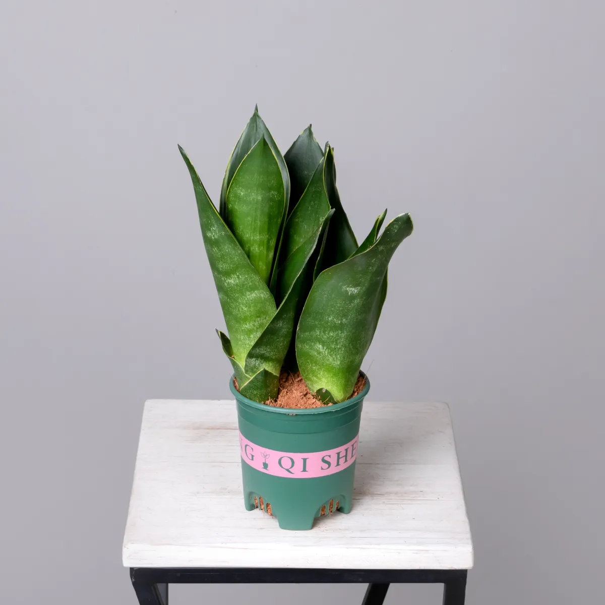 Сансевиерия Блэк Даймонд К_4