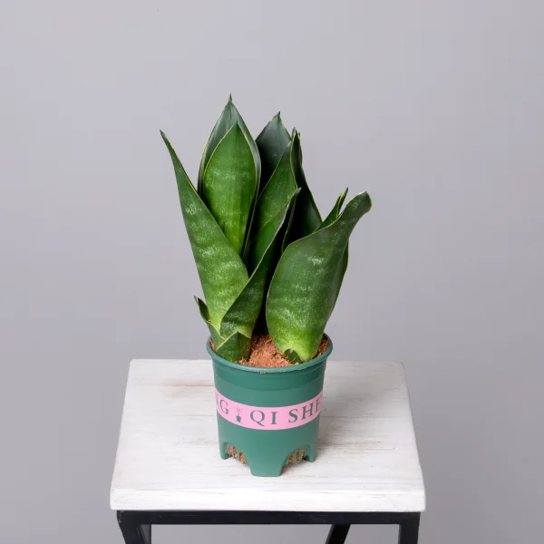 Сансевиерия Блэк Даймонд К_4