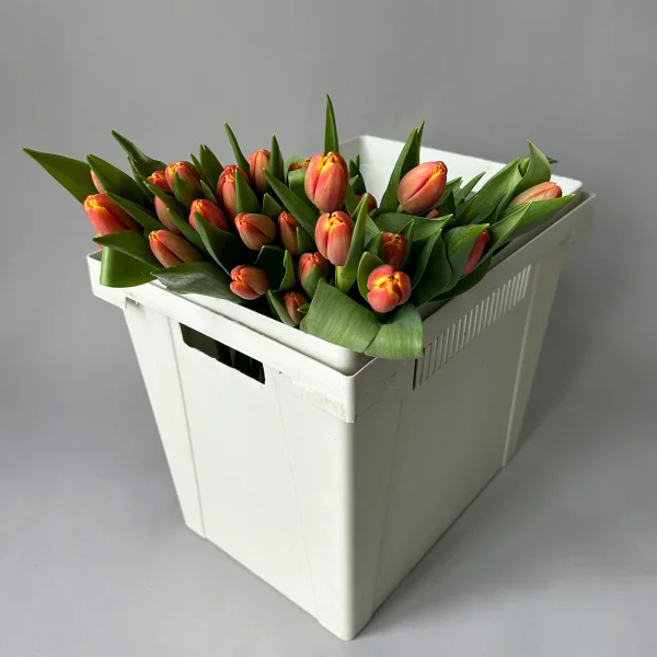 Тюльпан "Трейблейзер"_1