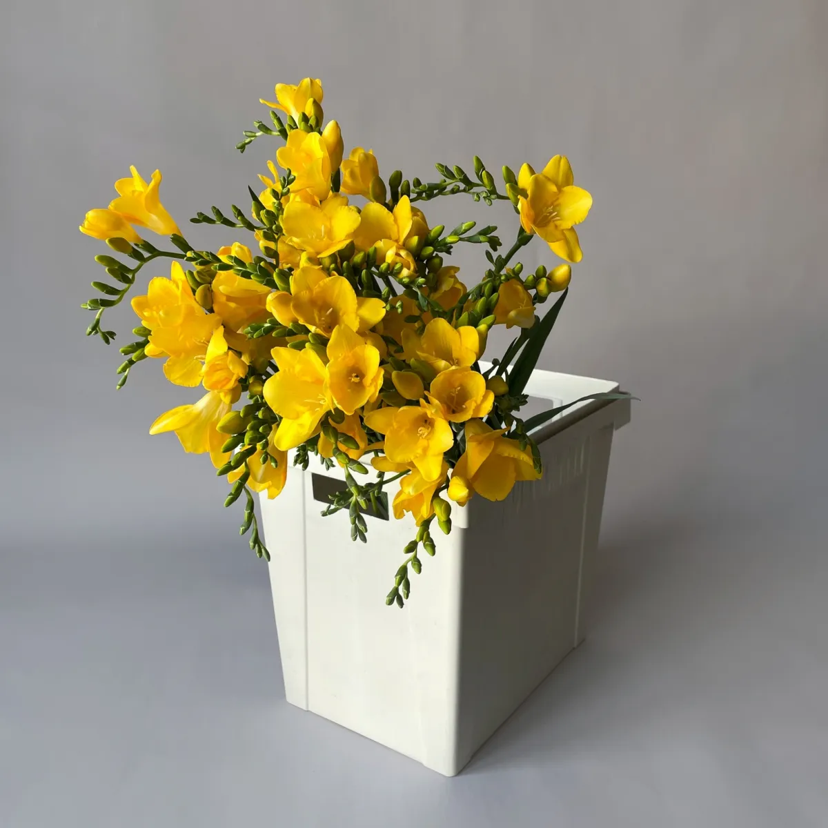 Фрезия "Эн Ван Йеллоу"_1