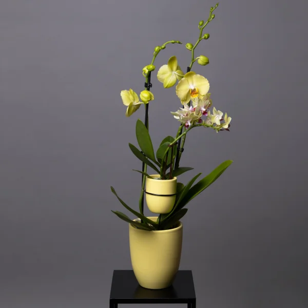 Фаленопсис Мама+Малыш в керамике