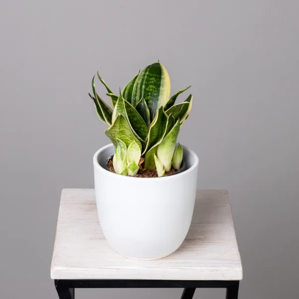 Сансевиерия Голден Эйдж К_1