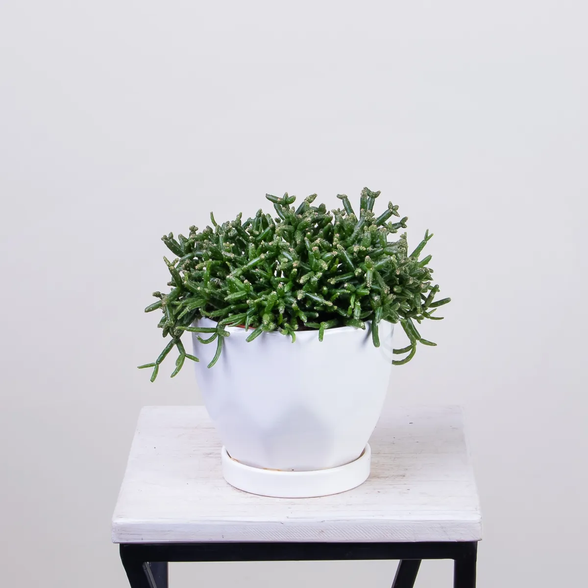 Рипсалис Клавата1