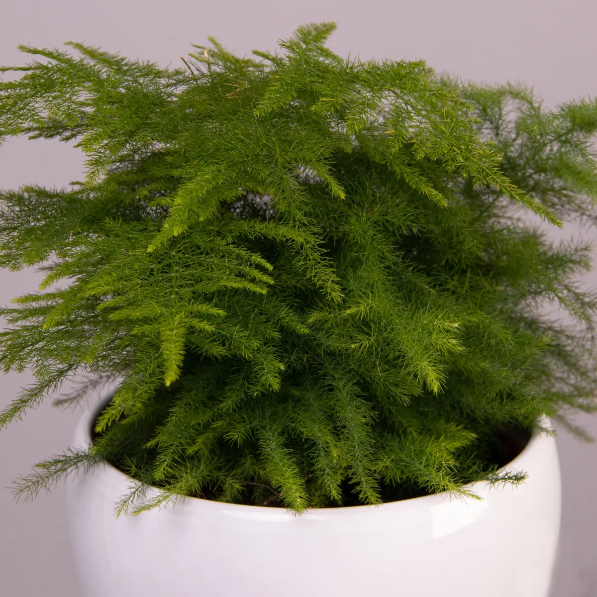 Аспарагус Плюмосус