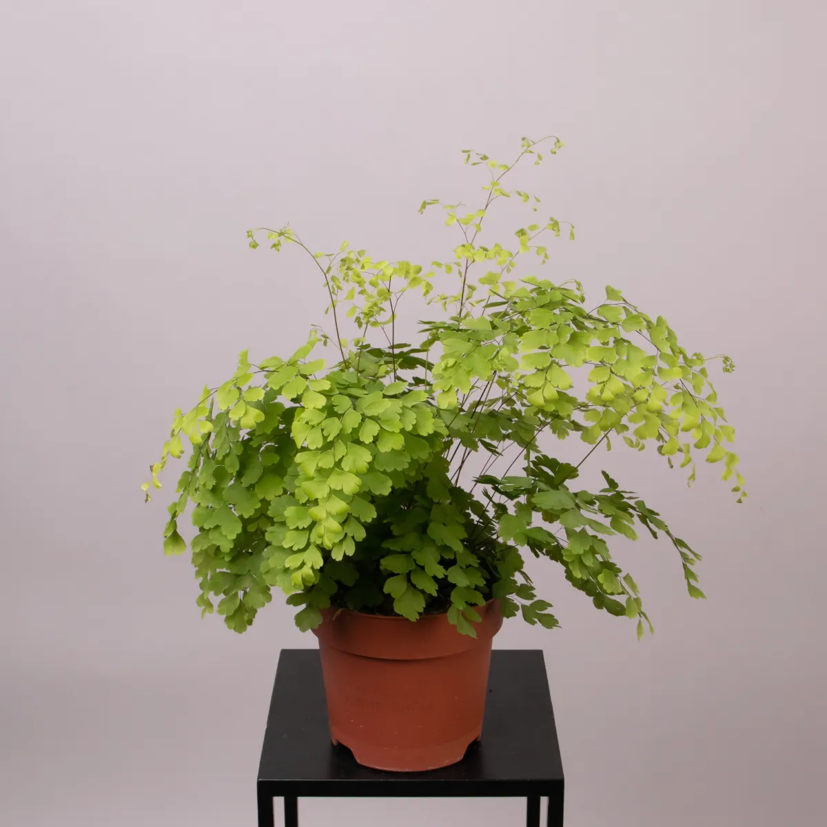 Адиантум Фрагранс