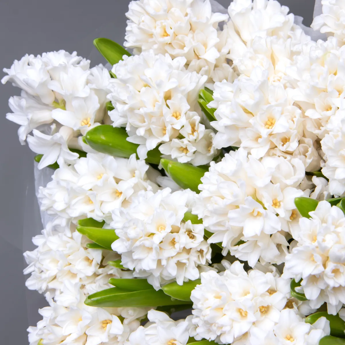 Букет Гиацинт "Айлос"