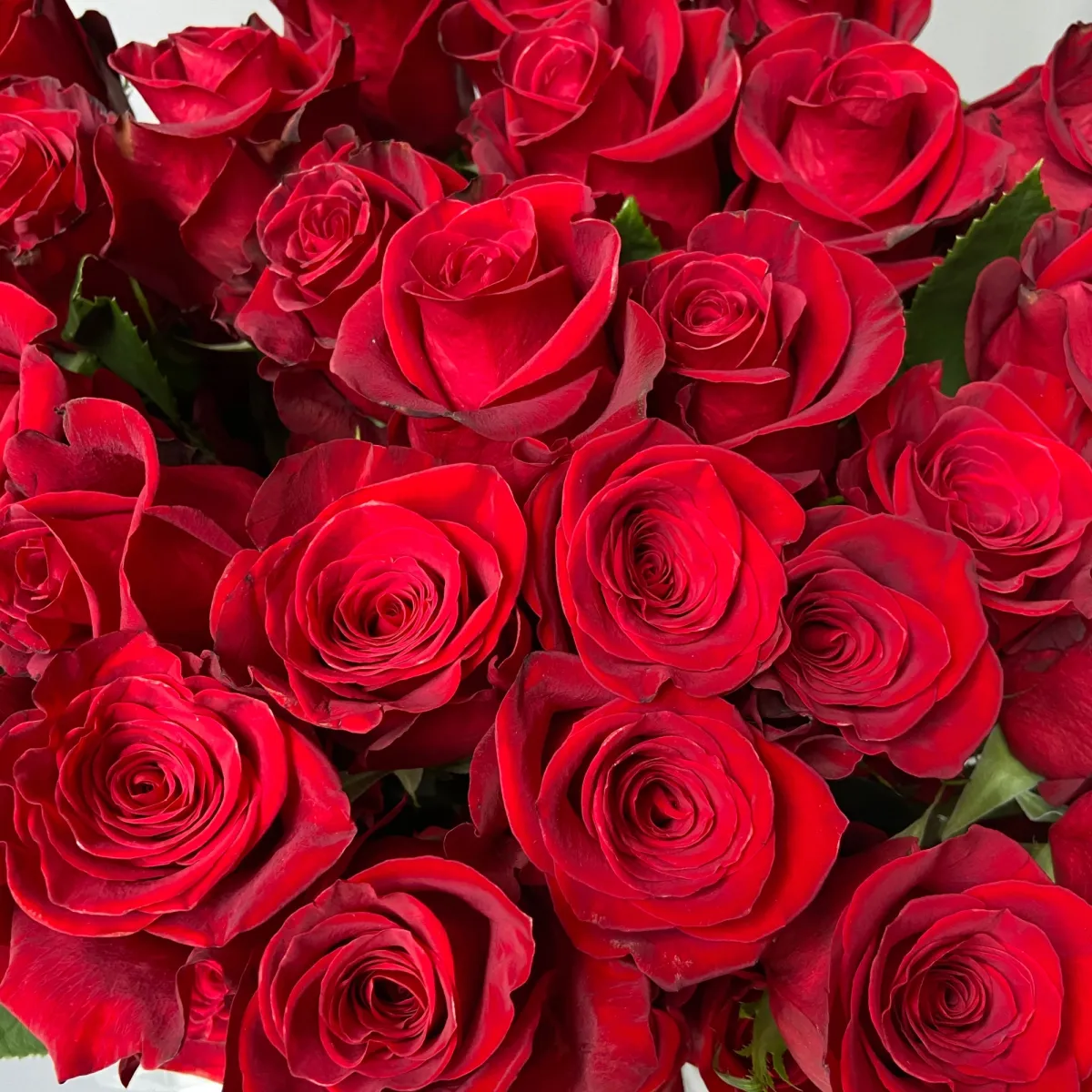 Роза "Фридом"