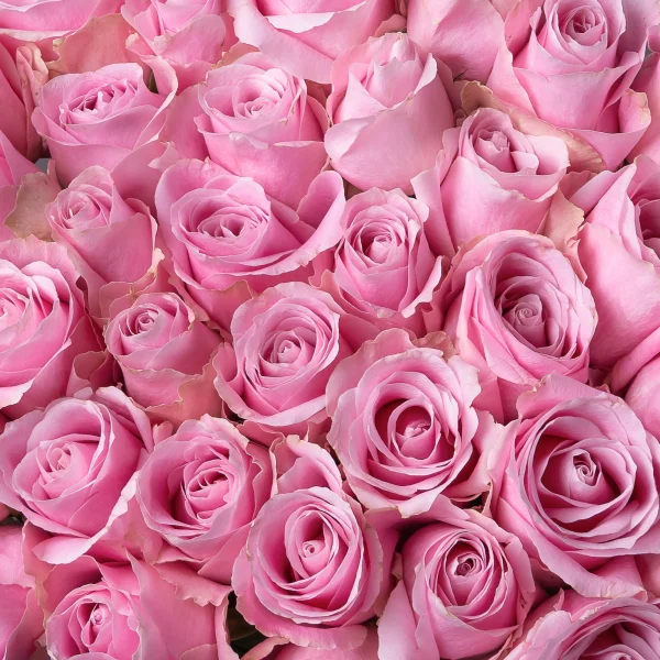 Букет Роза "Свит Систер"_4