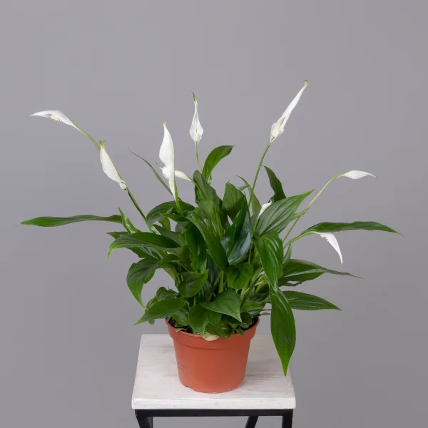 Спатифиллум Купидо_4