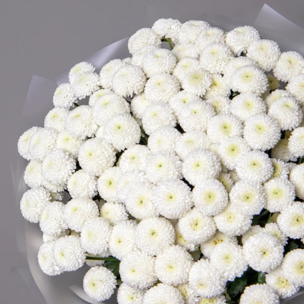 Букет Хризантема кустовая "Ньютон"_3