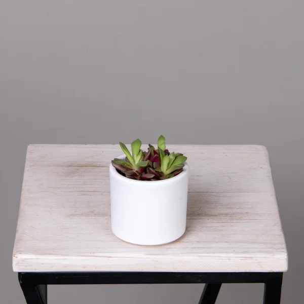 Анакампсерос Рубра_1