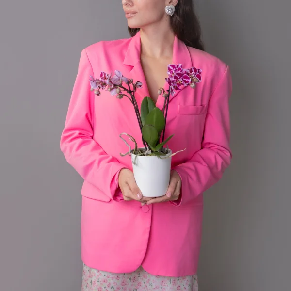 Фаленопсис Литтл Колибри Спотти 2 ст_2