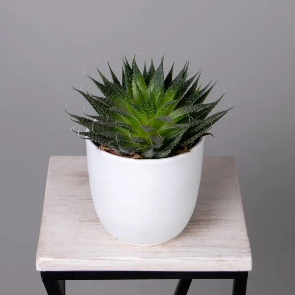 Алоэ Аристата_1