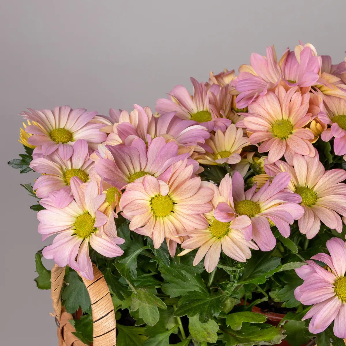 Хризантема Маргарита Розовая в Натуральной корзине_3