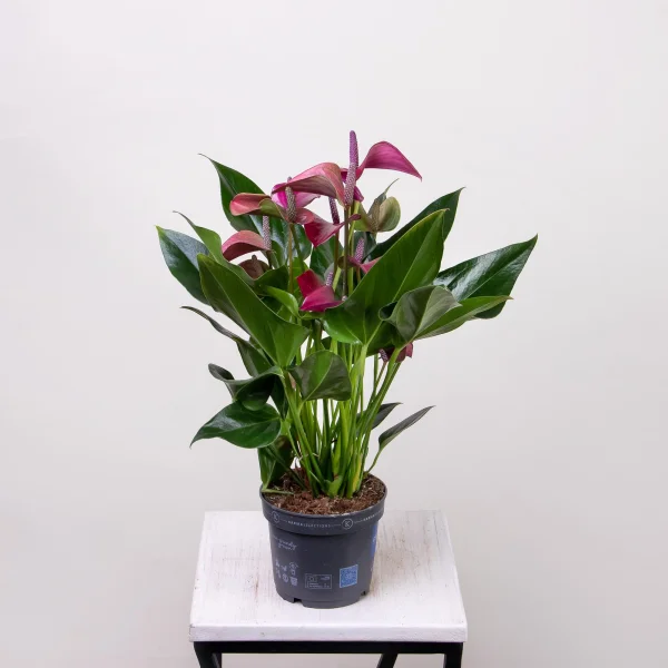 Антуриум андрианум Карма пурпурный4