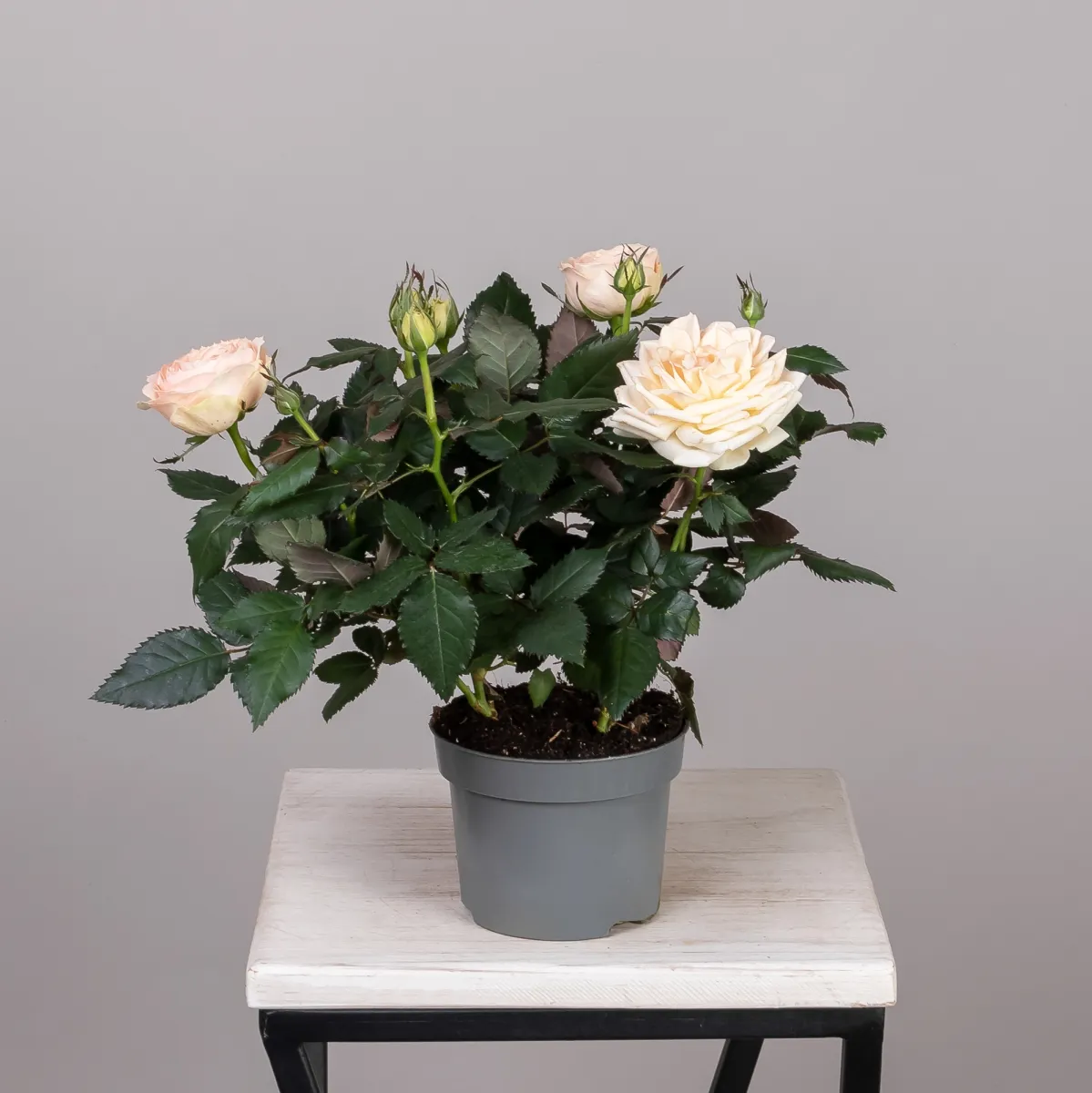 Роза кордана Гранд Белами_4