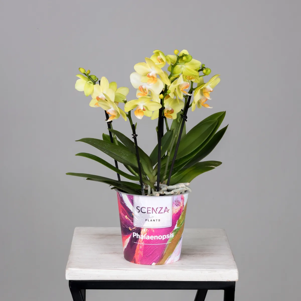 Фаленопсис Дэззлинг Альбенга Желтый 3-4 ст_4