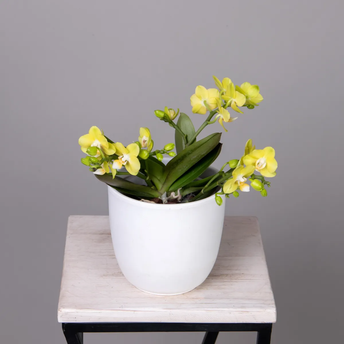 Фаленопсис тейбл Лемон 3 ст_1