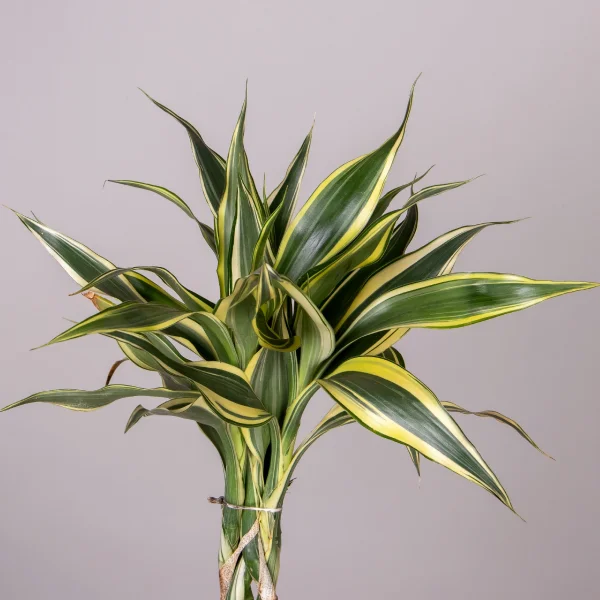 Драцена сандериана Микс переплетенная_2