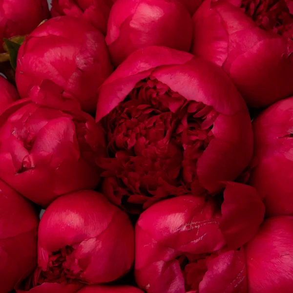 Букет Пион "Комманд Перфоманс"4