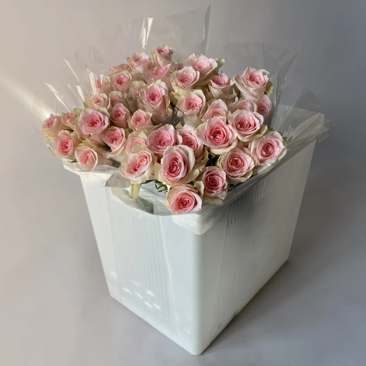 Роза "Фламинго" 1