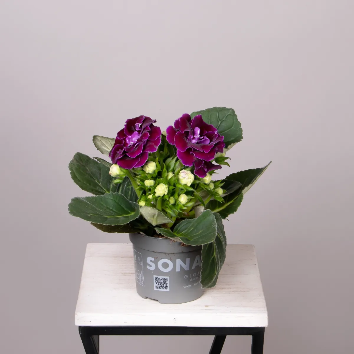 Глоксиния Микс_3