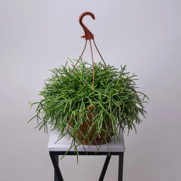 Рипсалис Микс подвесной8