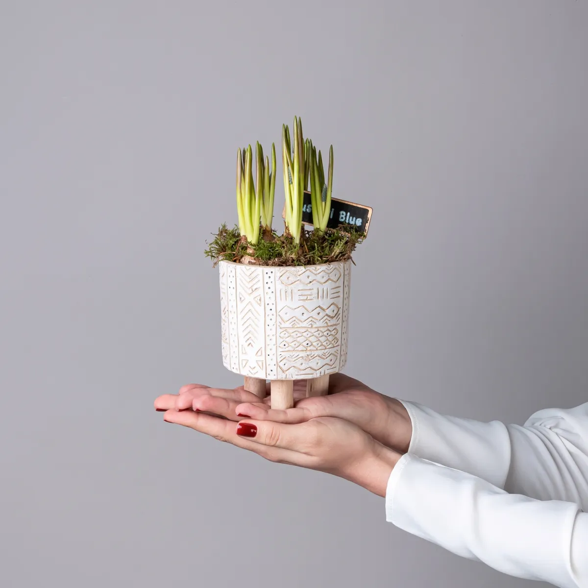 Мускари в мини кашпо на ножках PTMB1072_2