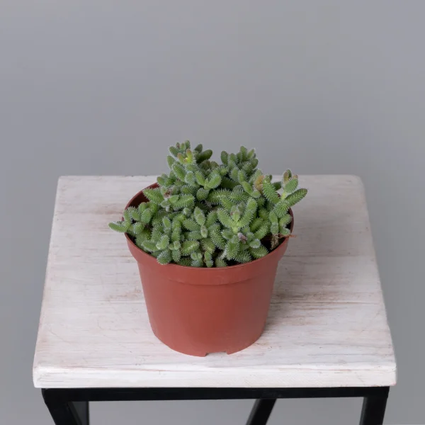 Делосперма Эхинатум_4