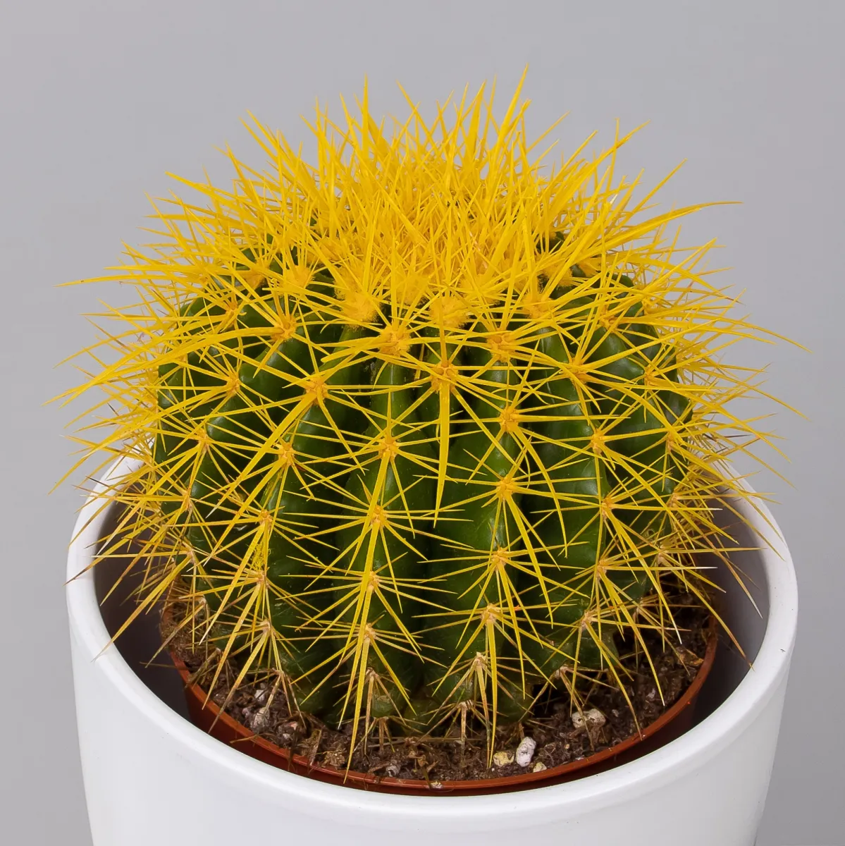 Эхинокактус Грузони крашеный микс_92