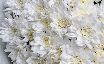 Продлите жизнь букета: советы по уходу за срезанными хризантемами