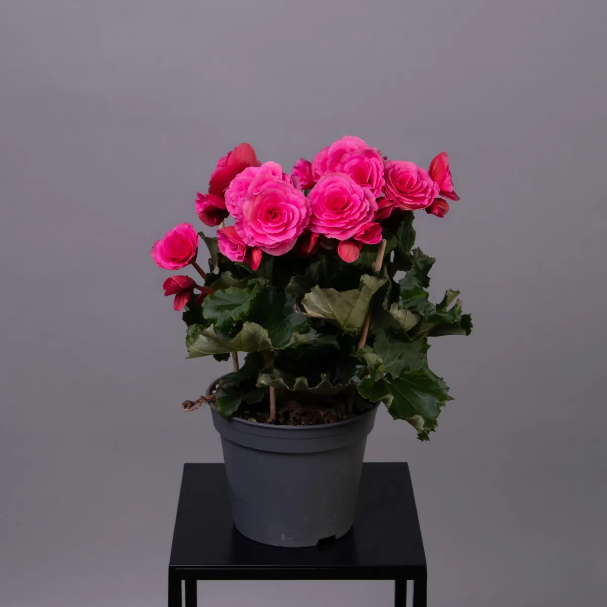 Бегония Элатиор Розовая