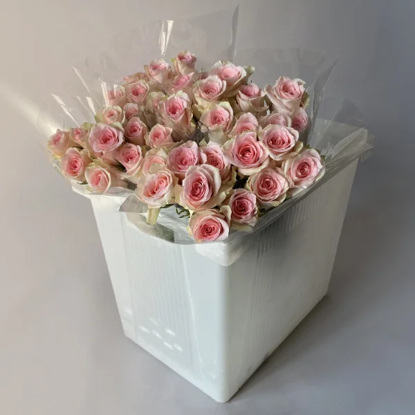 Роза "Фламинго" 1