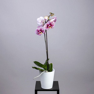 Фаленопсис Микс 1 ст