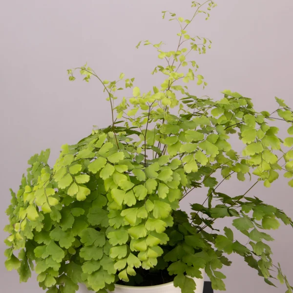 Адиантум Фрагранс