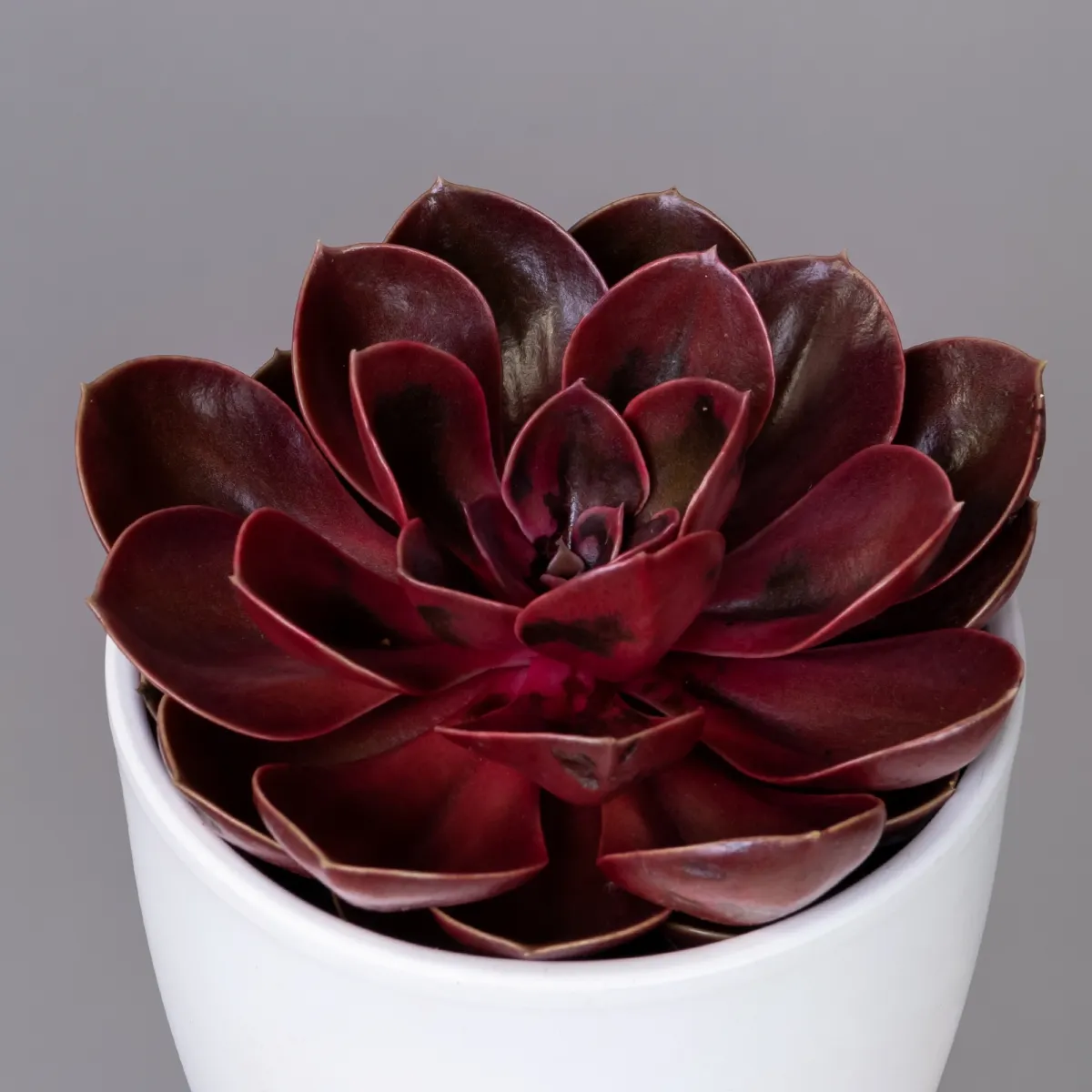 Эхеверия Меджик Ред_3