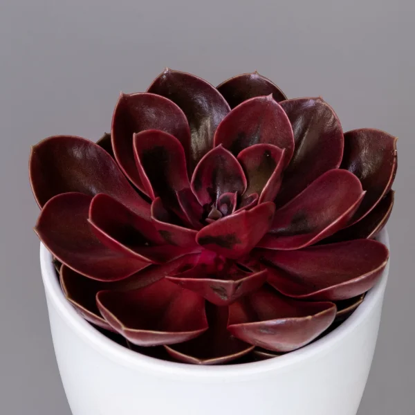Эхеверия Меджик Ред_3