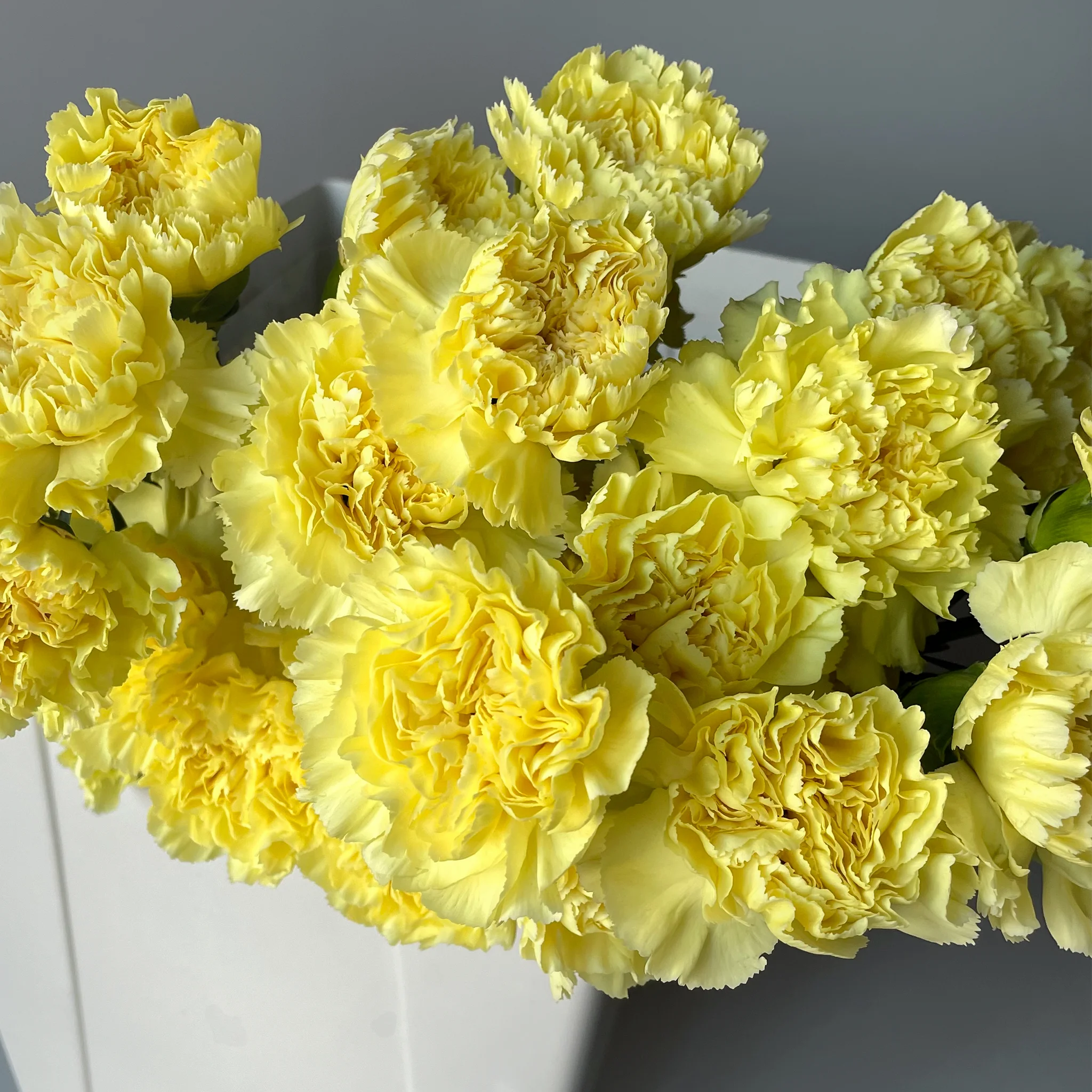 Гвоздика "Йеллоу"_3