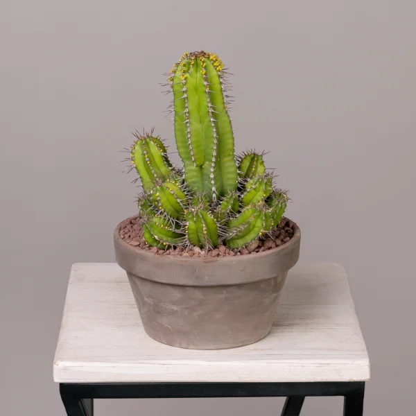 Эуфорбия Фрутикоза в кашпо_1