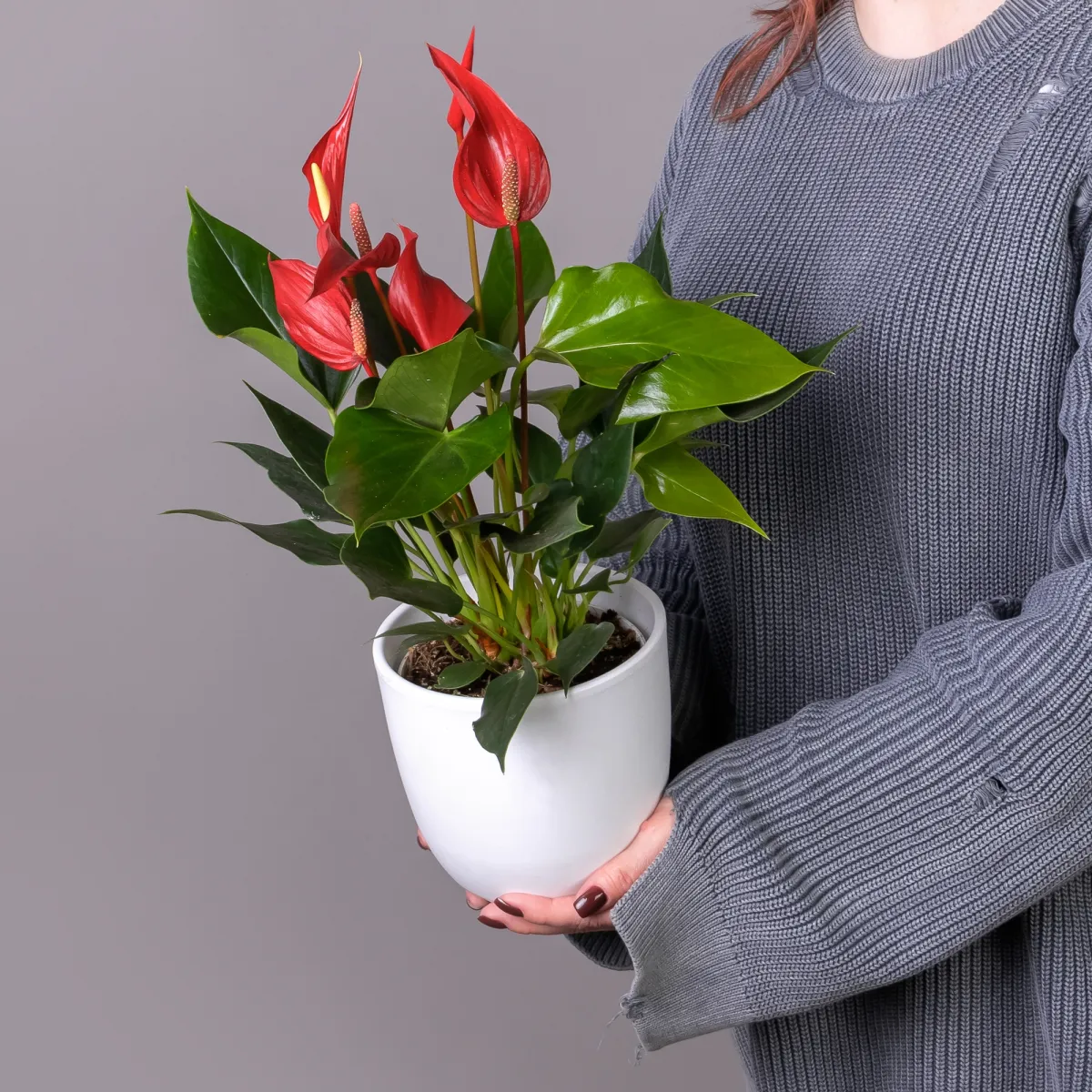 Антуриум андрианум Многоцветковый Ройя_1