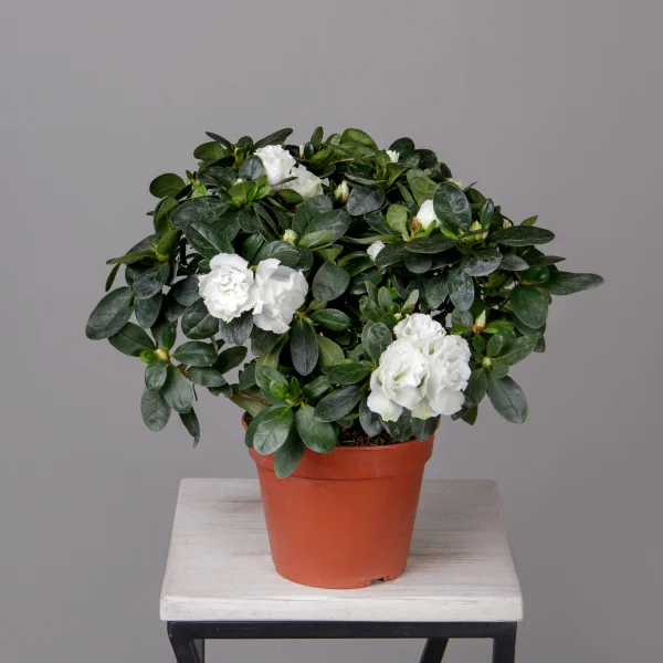 Азалия Фландрес Белая_4