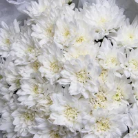 Букет Хризантема_кустовая 