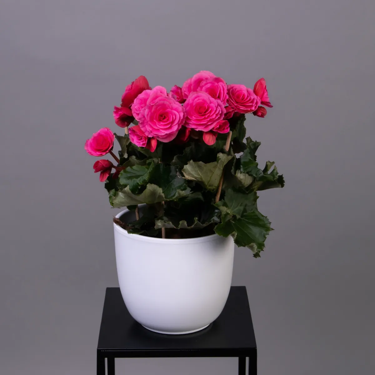 Бегония Элатиор Розовая